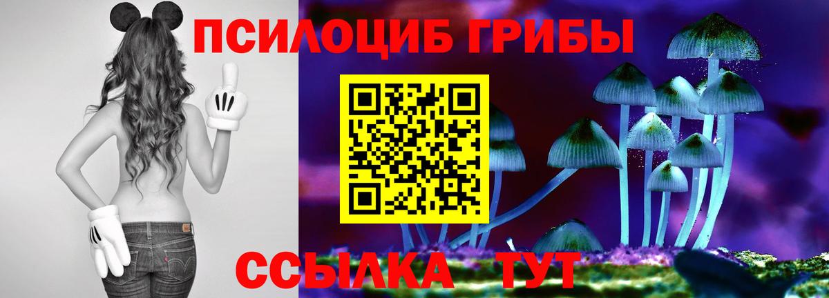 Будённовск  Псилоцибиновые грибы мицелий  Вход с VPN 